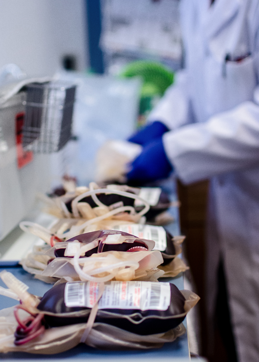 Whole blood units lined up for processing in our laboratory